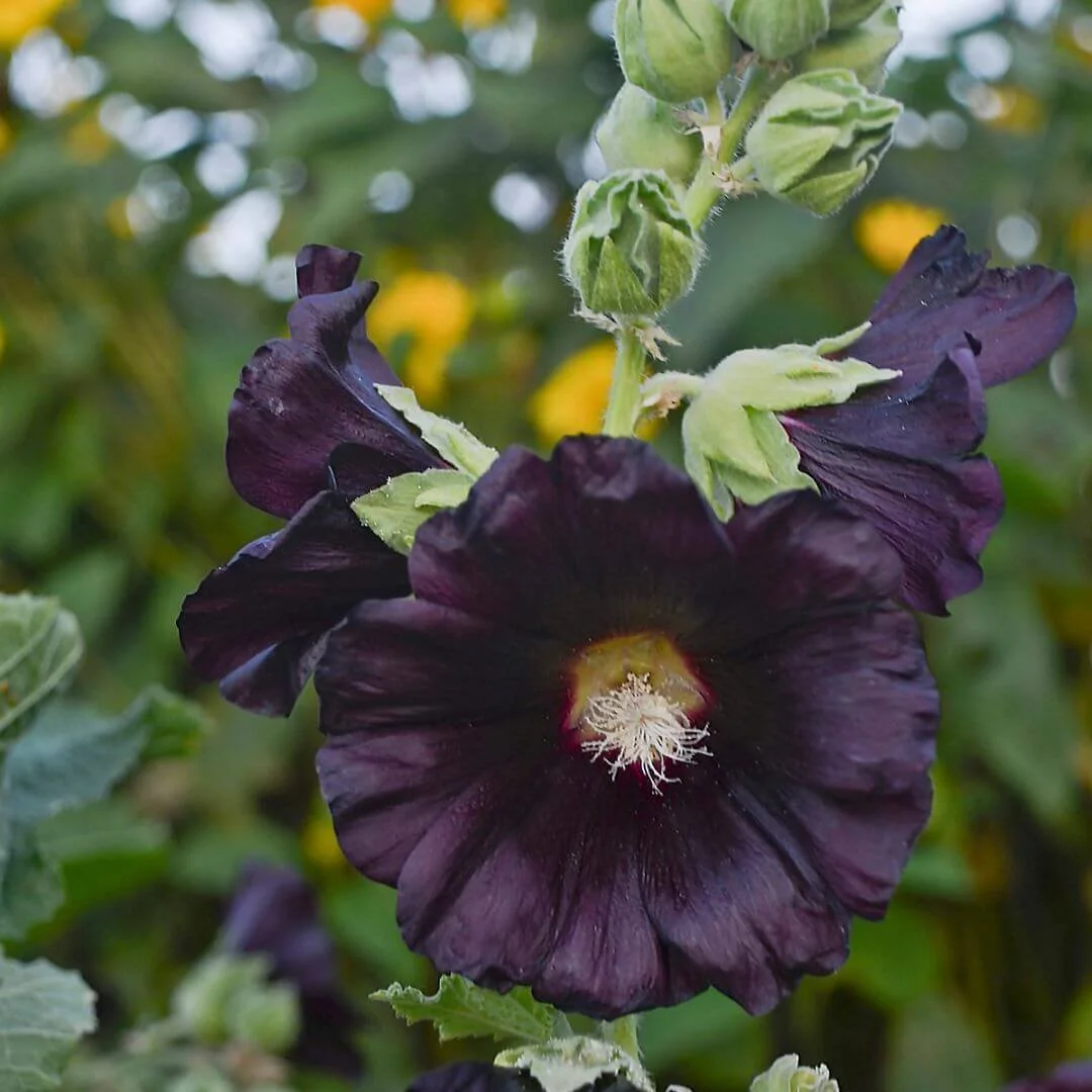 Tall spires of deep burgundy-black Black Knight hollyhock blooms against a garden backdrop