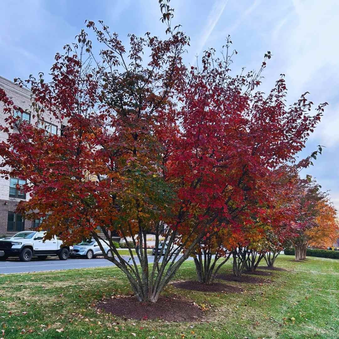 Row of Kousa dogwood trees with foliage beginning to turn red in fall on a lawn near the street