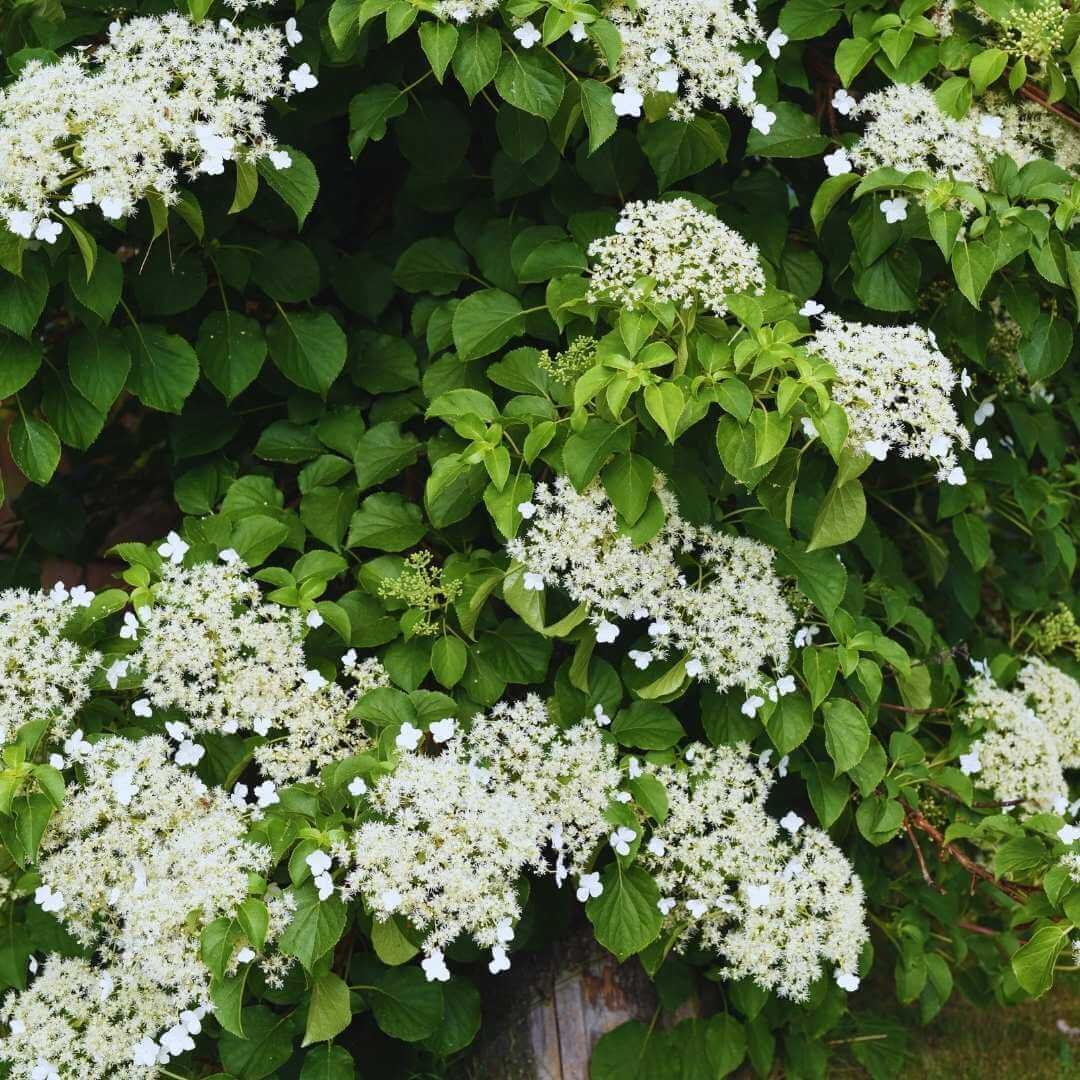 Climbing hydrangea, a vine-growing hydrangea type, with white lacy flower clusters