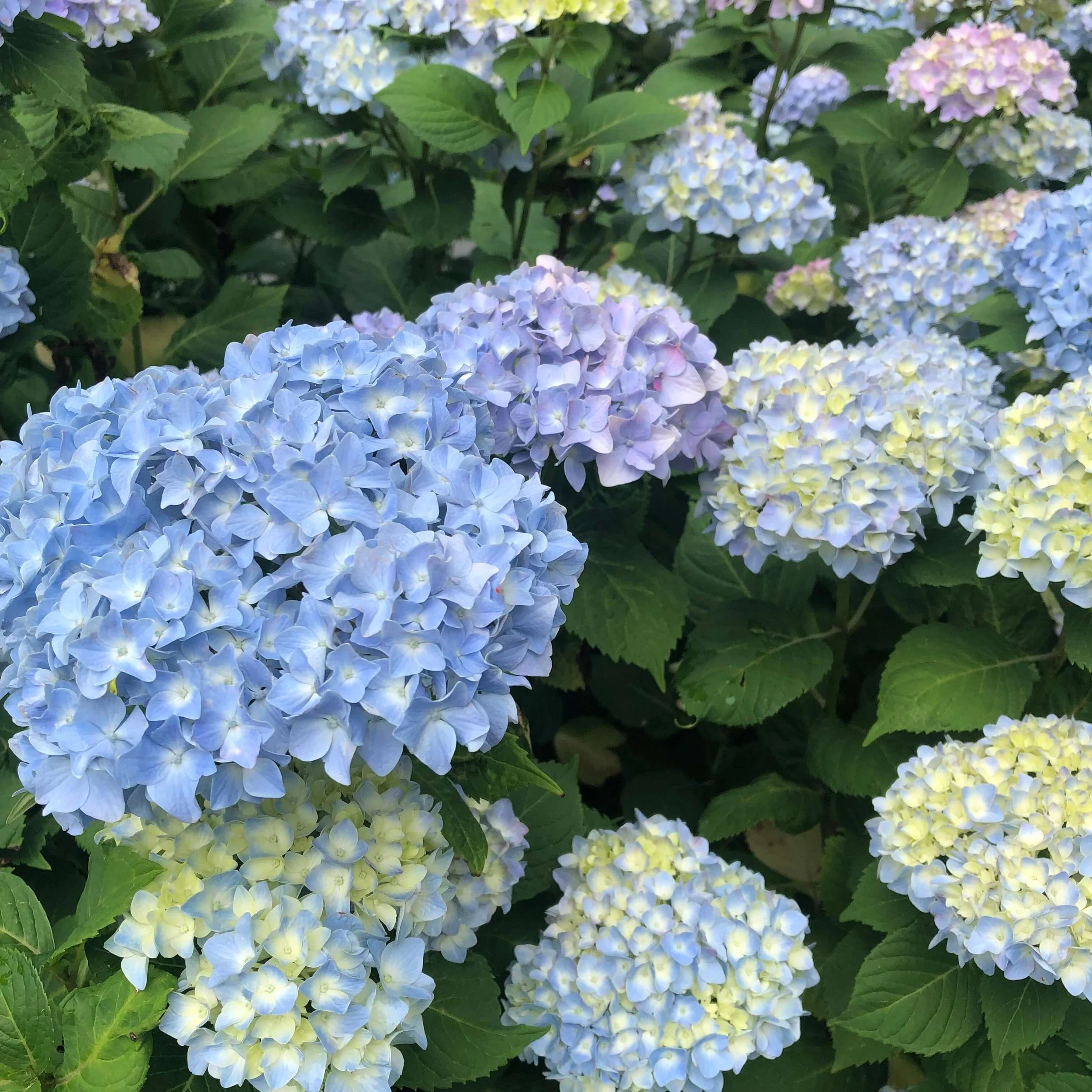 Nikko Blue Hydrangea (Hydrangea macrophylla 'Nikko Blue') — Plant and Bloom Design Studio