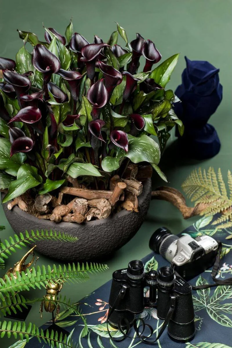Deep maroon-black Arabian Nights calla lily blooms in tabletop container near binoculars, bugs, ferns
