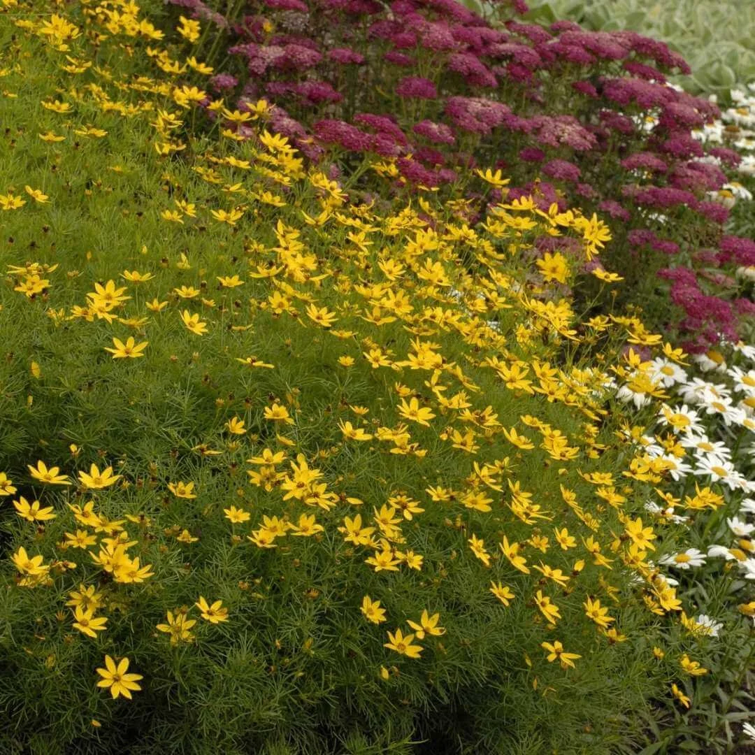 zagreb coreopsis perennial plant with yellow flowers growing in garden bed next to white daisies and dark pink achillea