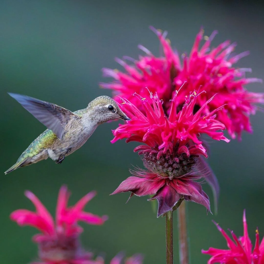 Closeup of hummingbird feeding from bee balm flower in hummingbird garden.
