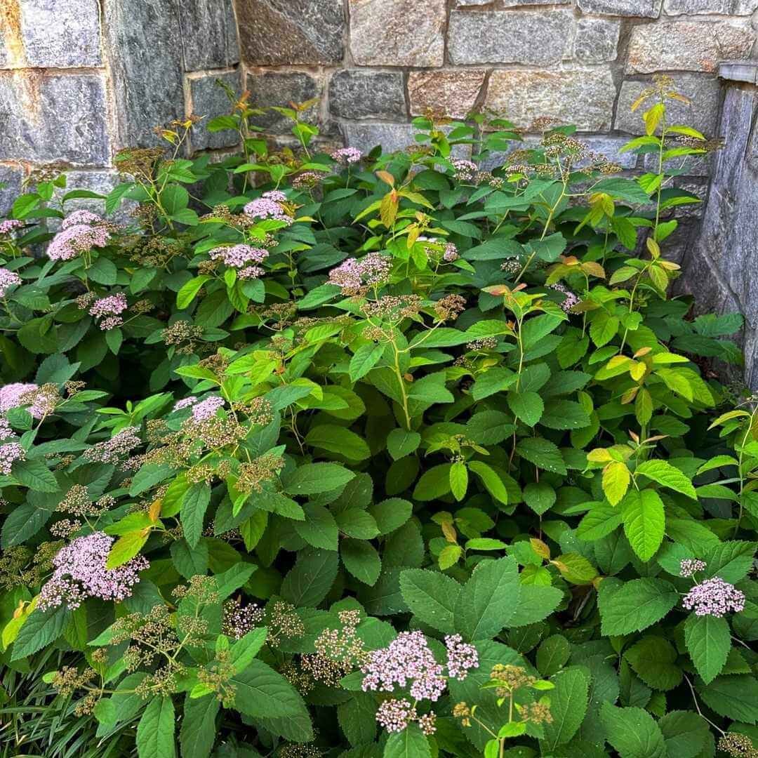 japanese spirea invasive variety pink sparkler pink flowers green leaves against stone wall hardscaping