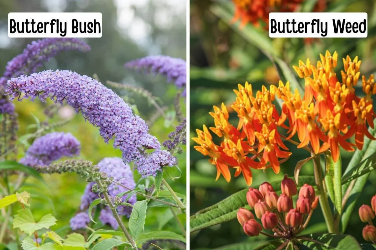 Side by side comparison of butterfly bush flower spikes and butterfly weed flat-topped flower clusters