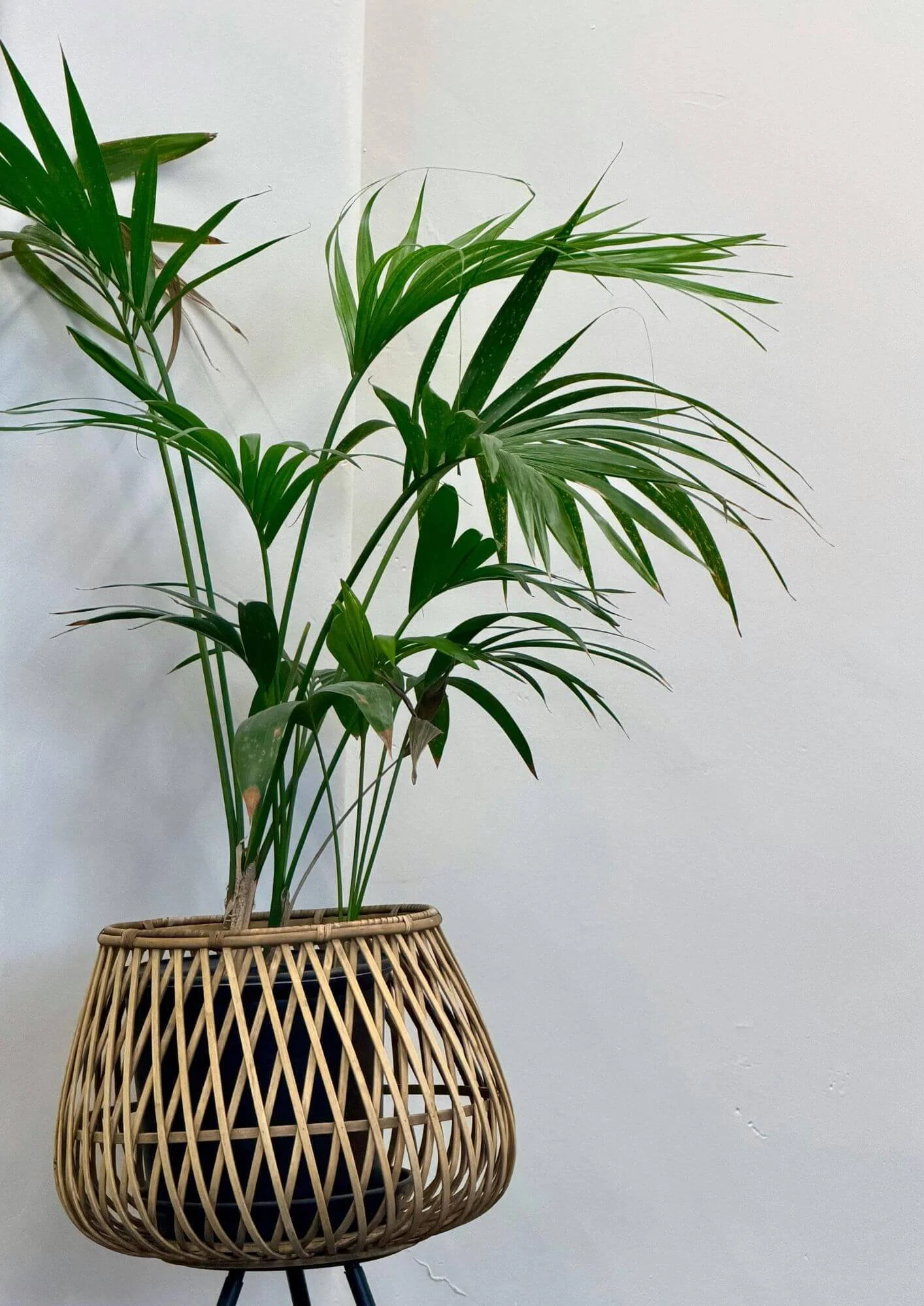 Tall indoor palm displayed in a woven wicker basket