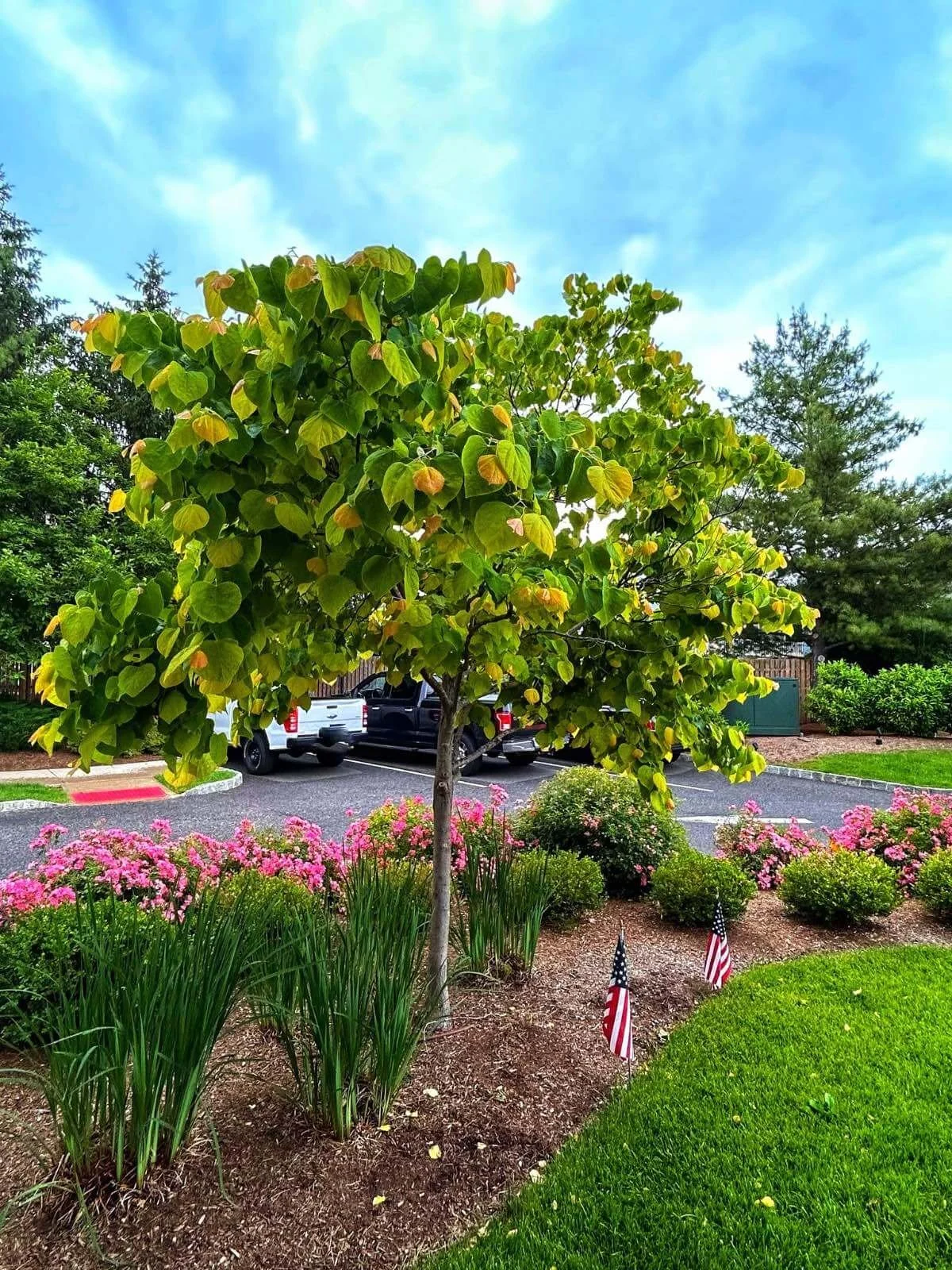 The Rising Sun redbud tree with colorful golden-yellow and orange foliage growing in a landscaped garden bed.