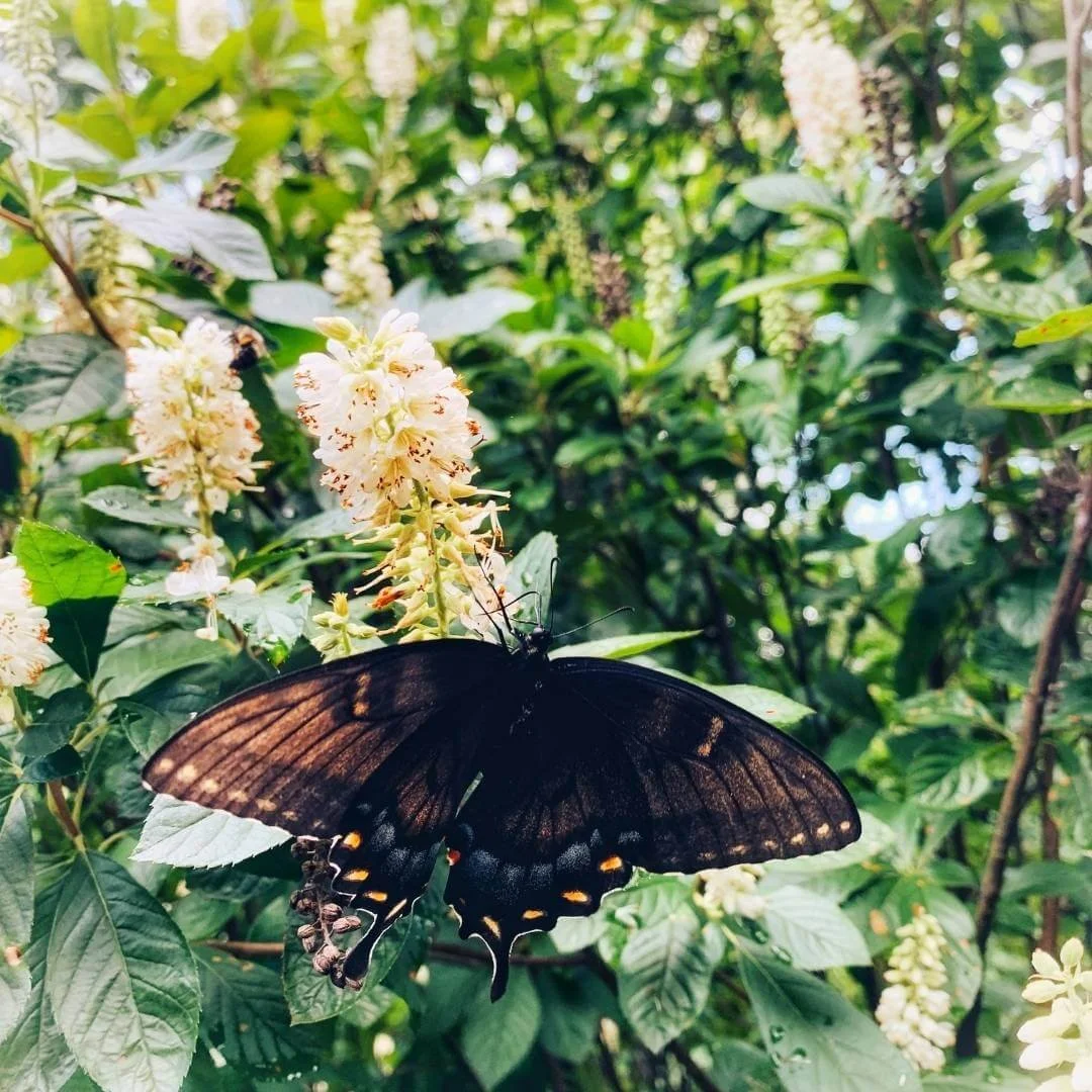 Swallowtail butterfly feeding on straight species summersweet (Clethra alnifolia) white flower spike