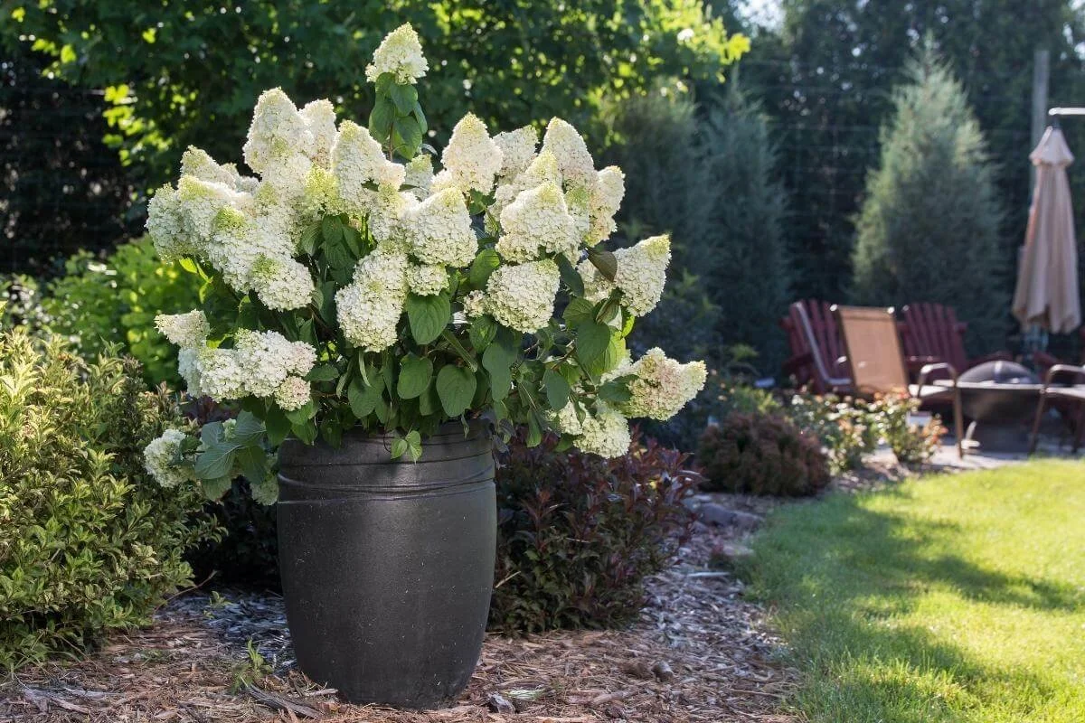 little hottie hydrangea covered in white flowers growing in pot in landscaping bed next to lawn, patio with chairs and umbrella, evergreen landscaping