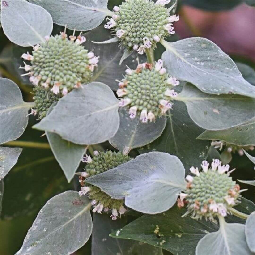 blunt mountain mint perennial plant closeup flowers leaves