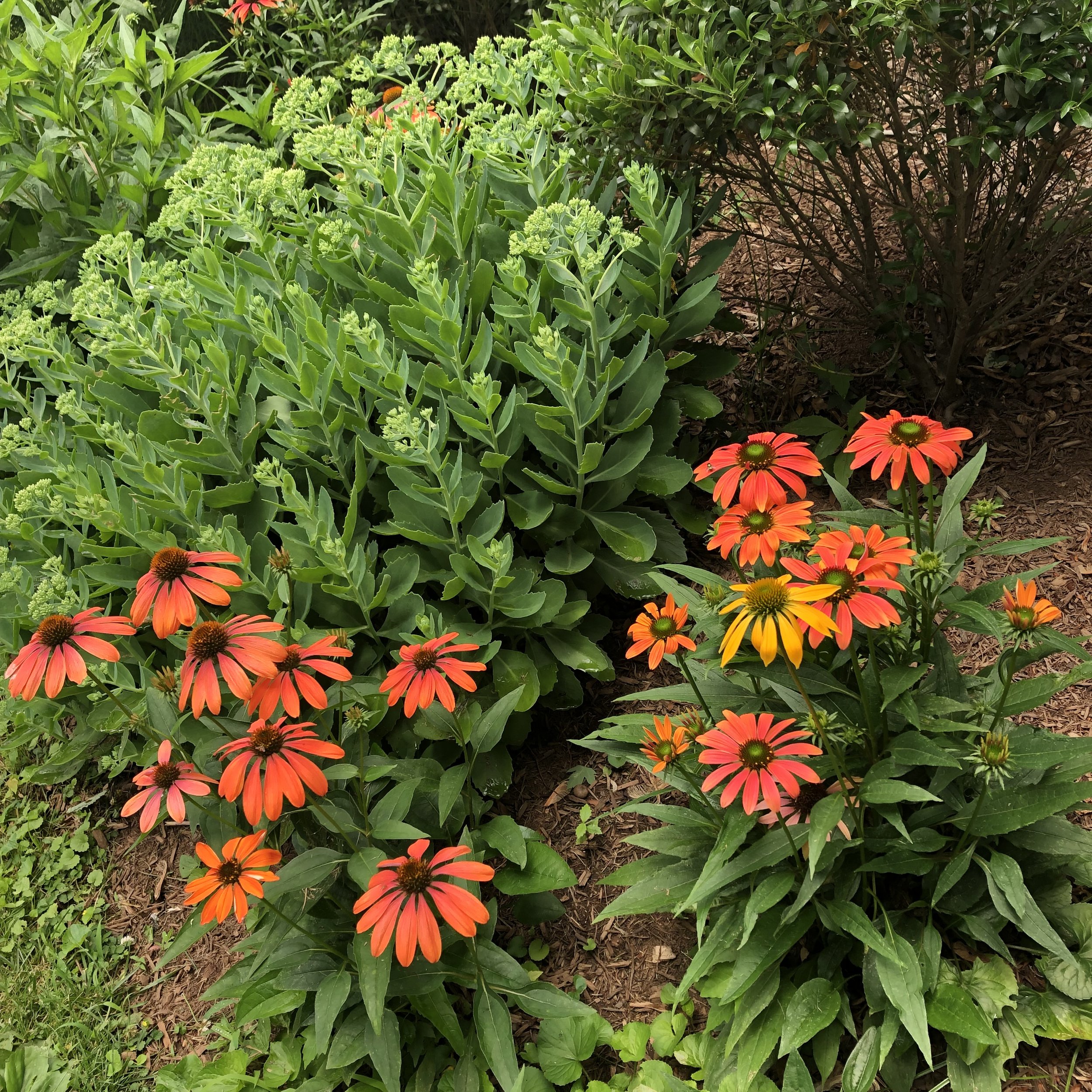 Cheyenne Spirit Coneflower (Echinacea 'Cheyenne Spirit') — Plant and