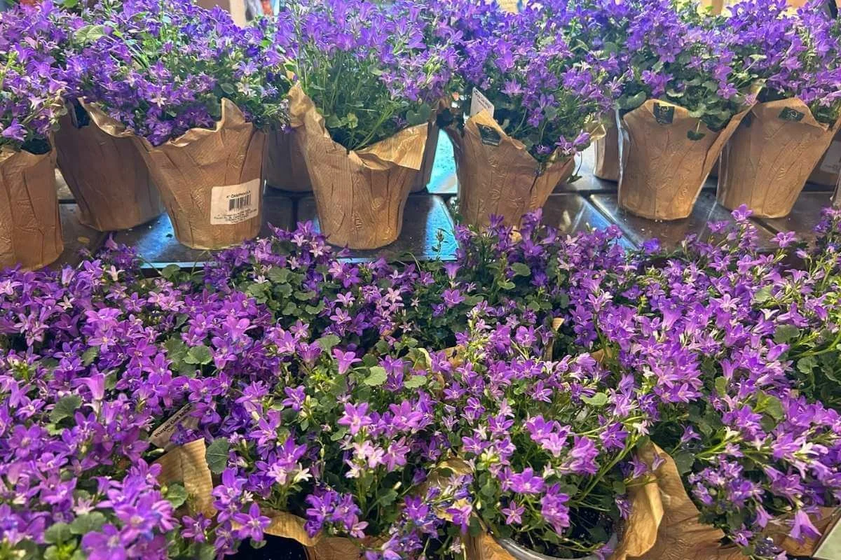 bellflower campanula pots in paper wrappers in grocery store