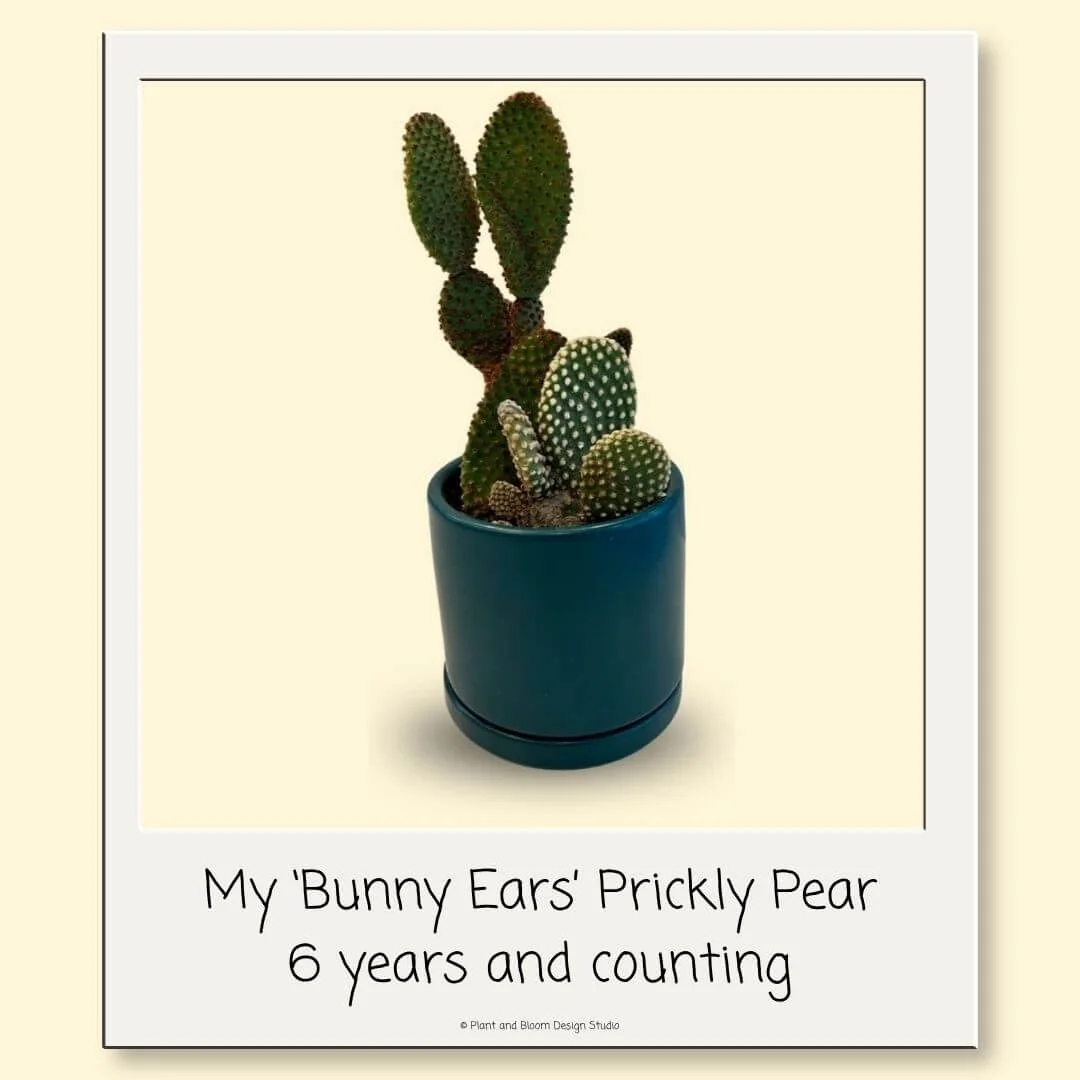 My six-year-old Bunny Ears prickly pear cactus with red and white glochids in a blue pot
