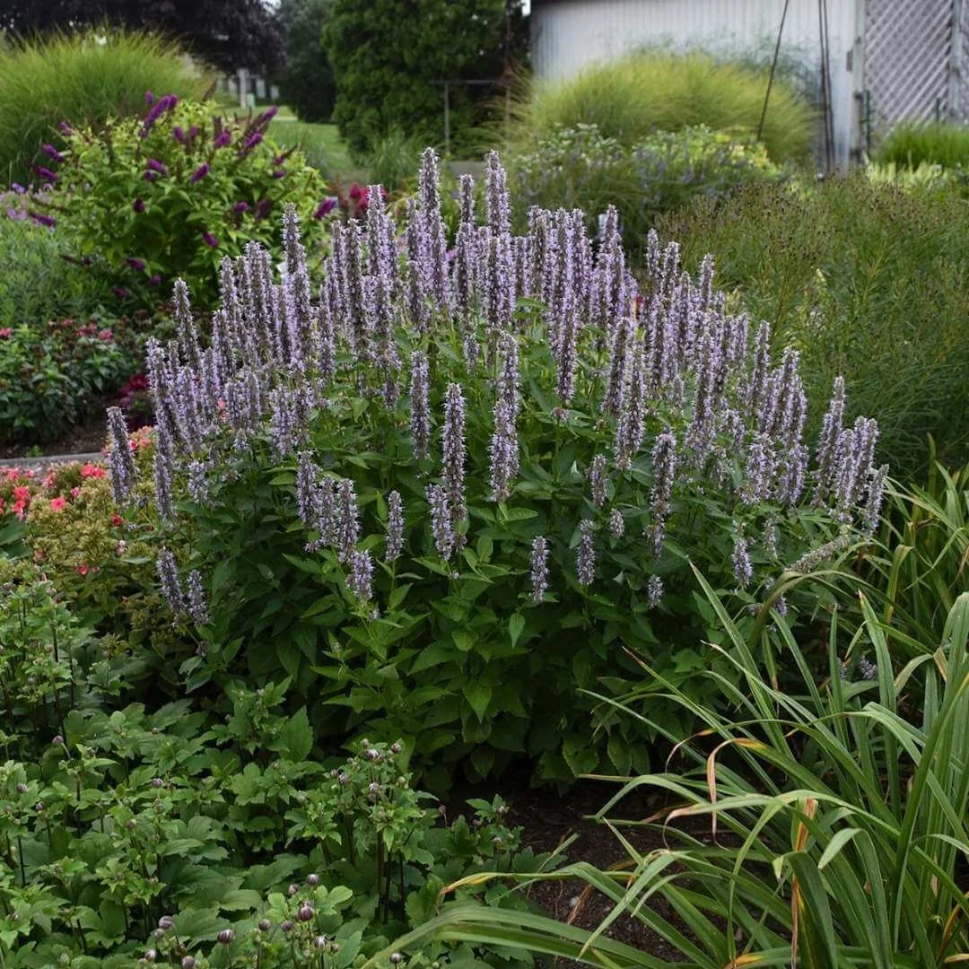 agastache with purple flowers growing in garden bed near perennials, shrubs, wall, gate