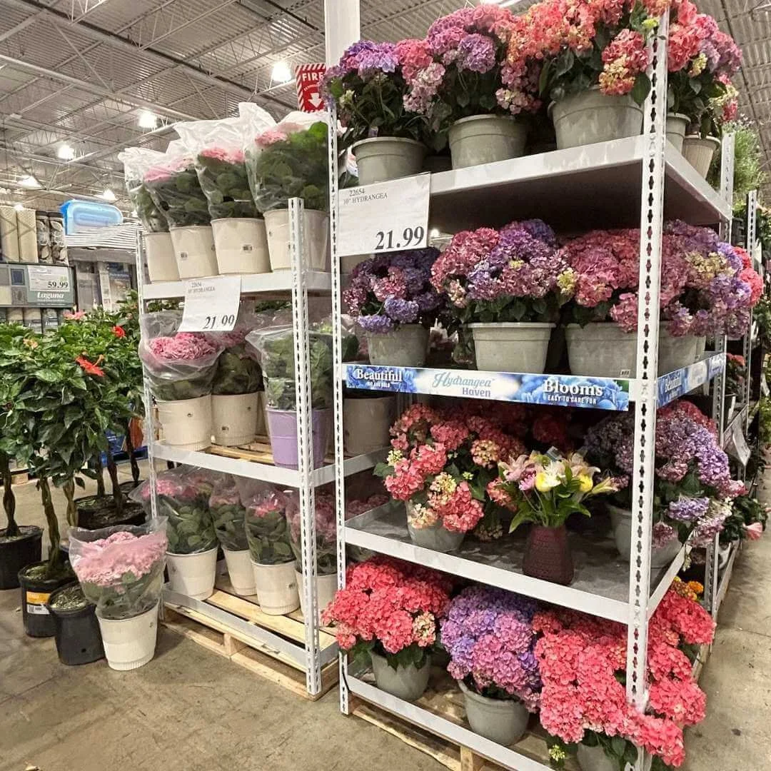 Colorful potted hydrangeas for sale on metal warehouse shelves.