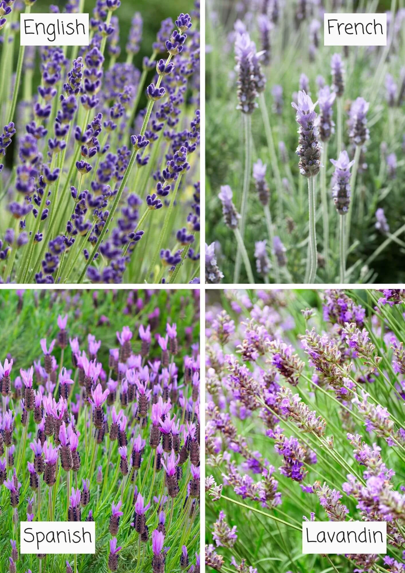 English, Spanish, French, and lavandin lavender types shown side by side