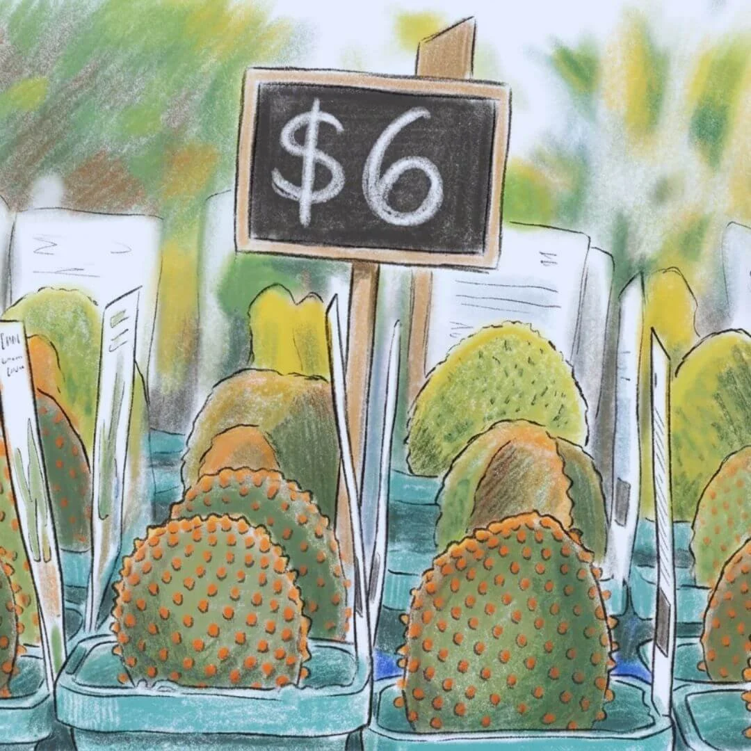 Illustration of rows of potted cactus plants for sale at a plant shop