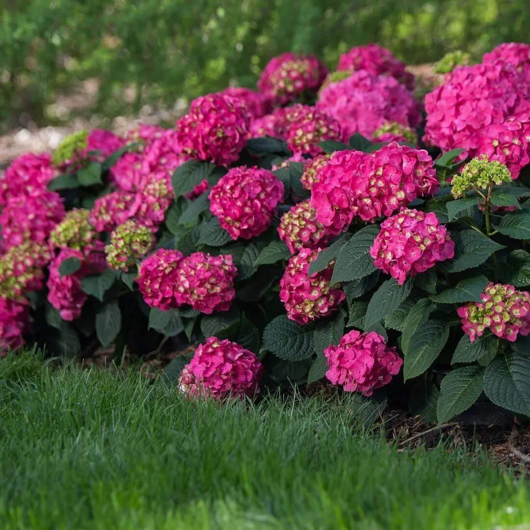 Mass planting of Summer Crush bigleaf hydrangea with vivid raspberry pink mophead flowers along a lawn