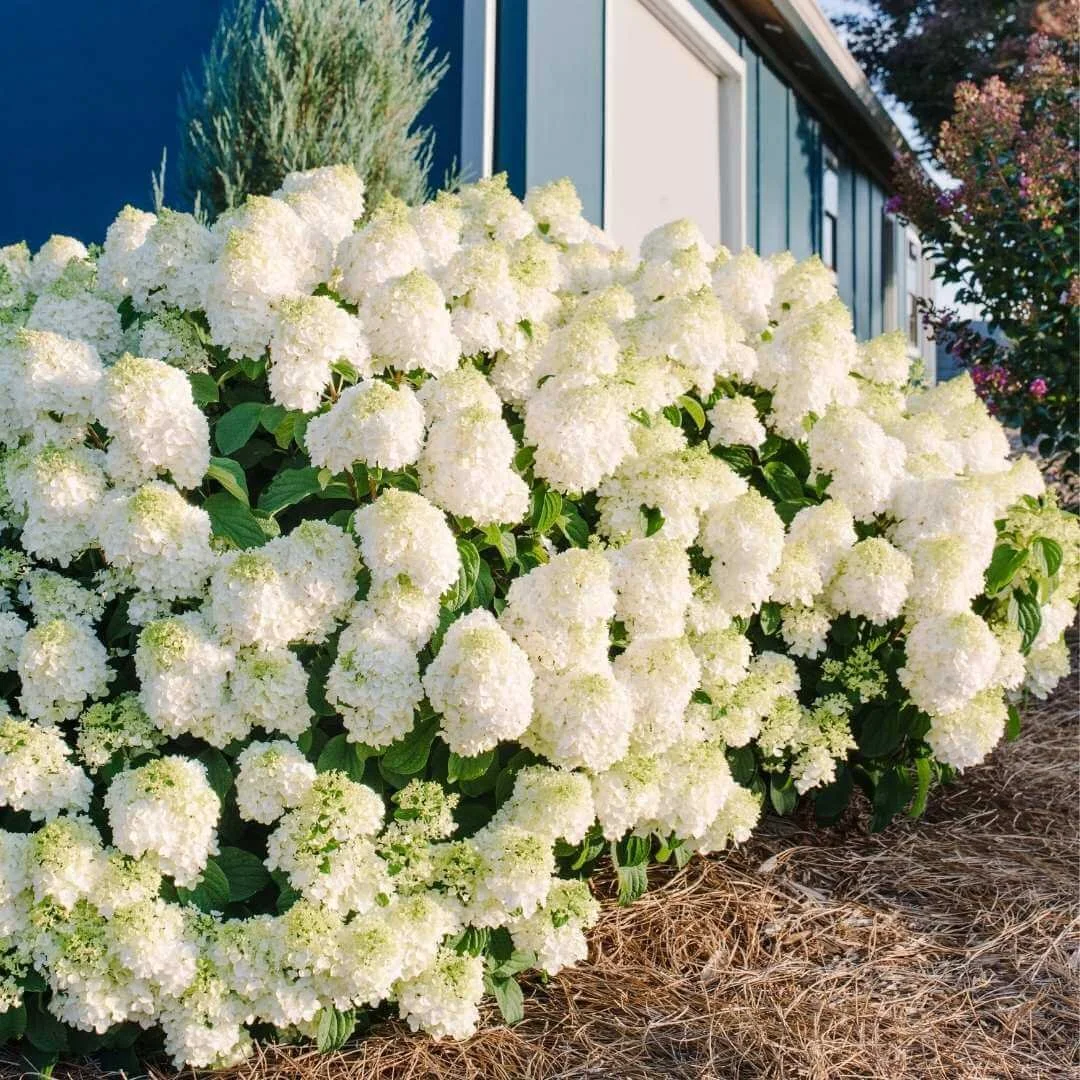 Mass planting of Little Hottie panicle hydrangea shrubs with white flowers along the foundation of a blue house