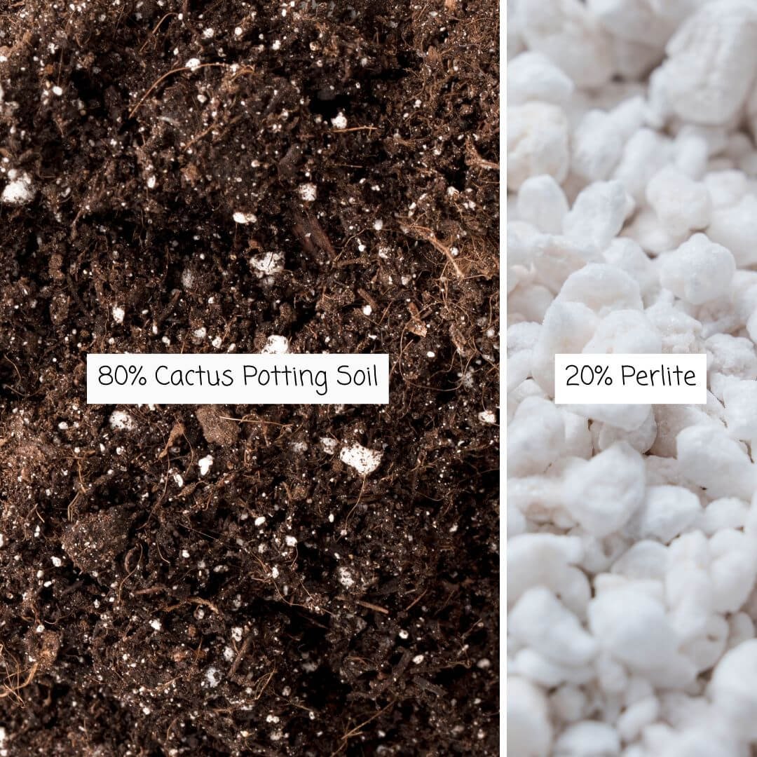 Thanksgiving cactus soil mix made with 80 percent cactus potting mix and 20 percent perlite