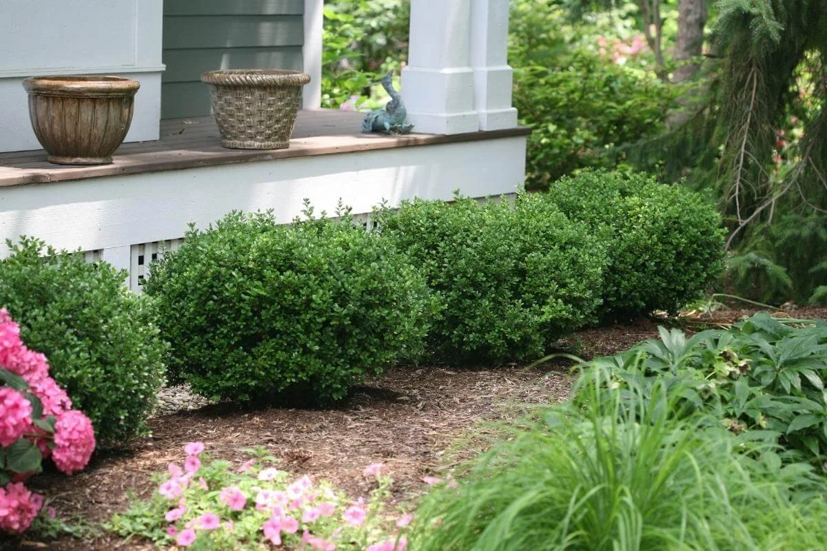 sprinter boxwoods planted along front of the house in shaded garden along porch near perennials, shrubs and grasses