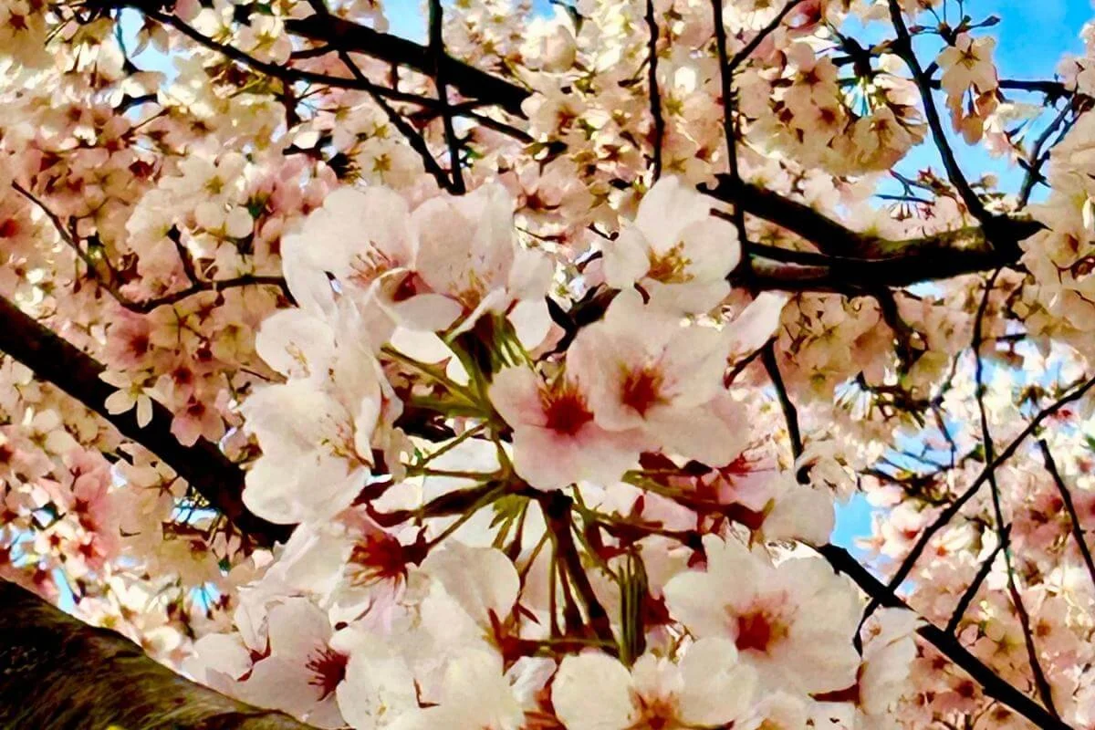 yoshino cherry tree blossoms branches