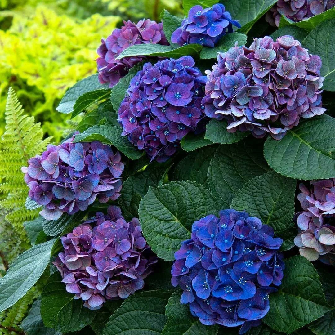 Close-up of violet-blue Seaside Serenade Newport bigleaf hydrangea flowers growing next to ferns