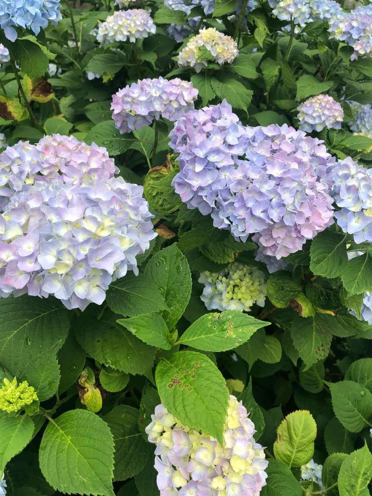 Closeup of blue Nikko Blue hydrangea flowers and green leaves