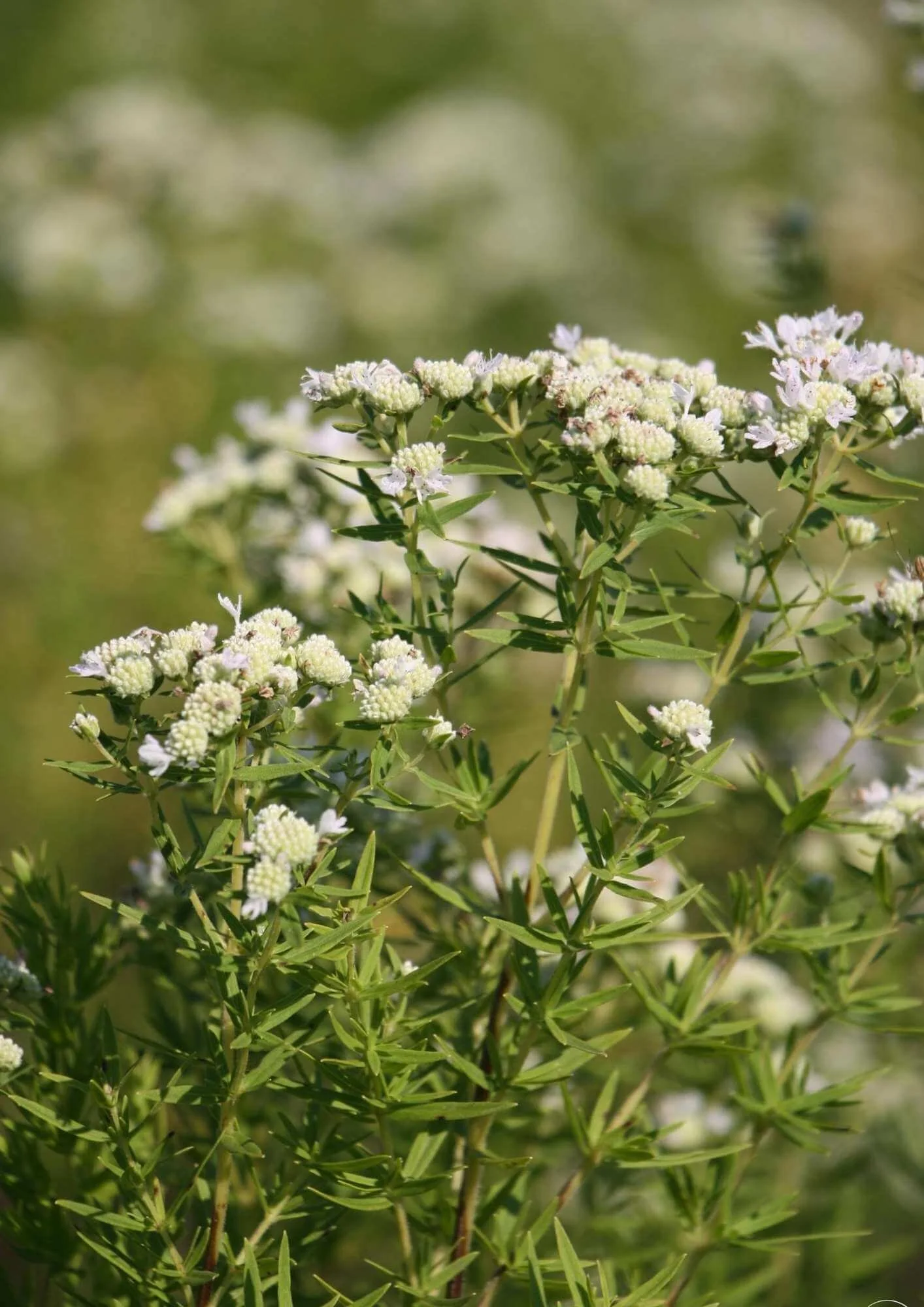best pollinator plant for bees virginia mountain mint white flowers pointed green leaves closeup garden landscape