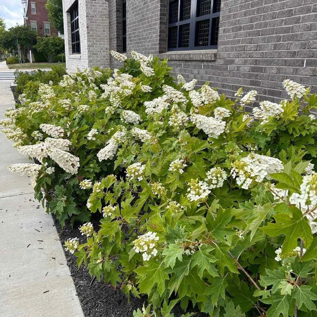 Mass planting of oakleaf hydrangeas along a sidewalk next to a brick building