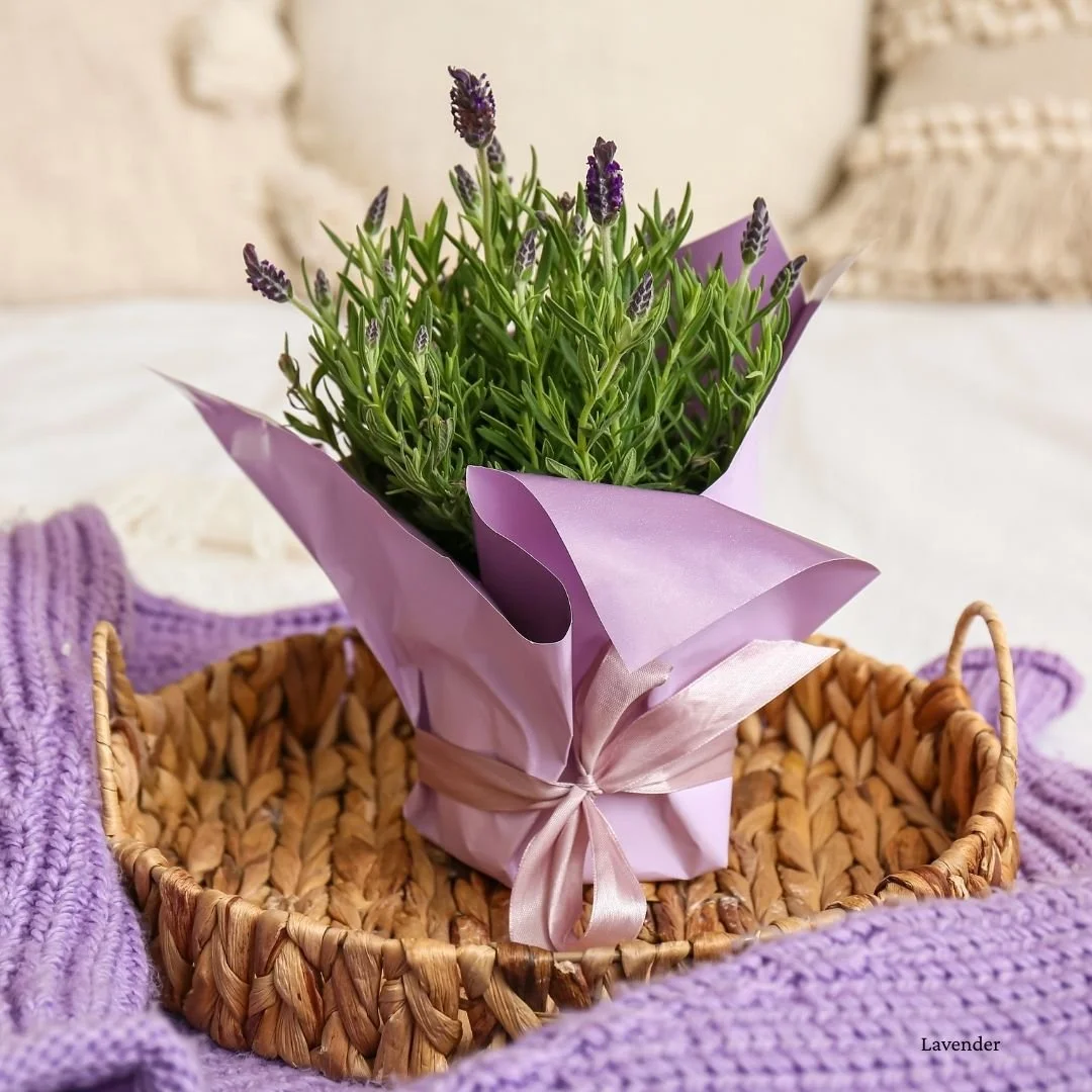 Potted lavender plant in a decorative foil wrapper with a bow on a wicker tray