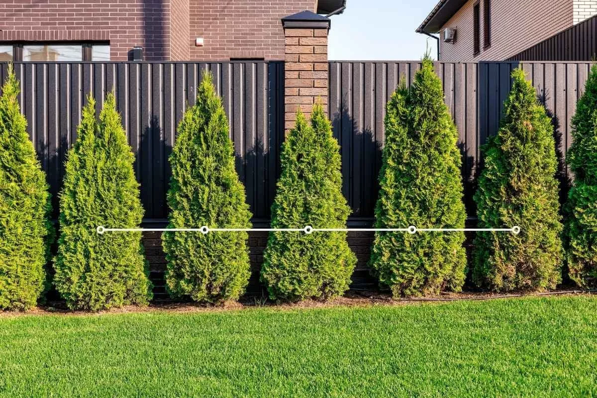 Arborvitae planted in a line along a fence with a graphic overlay illustrating on-center spacing