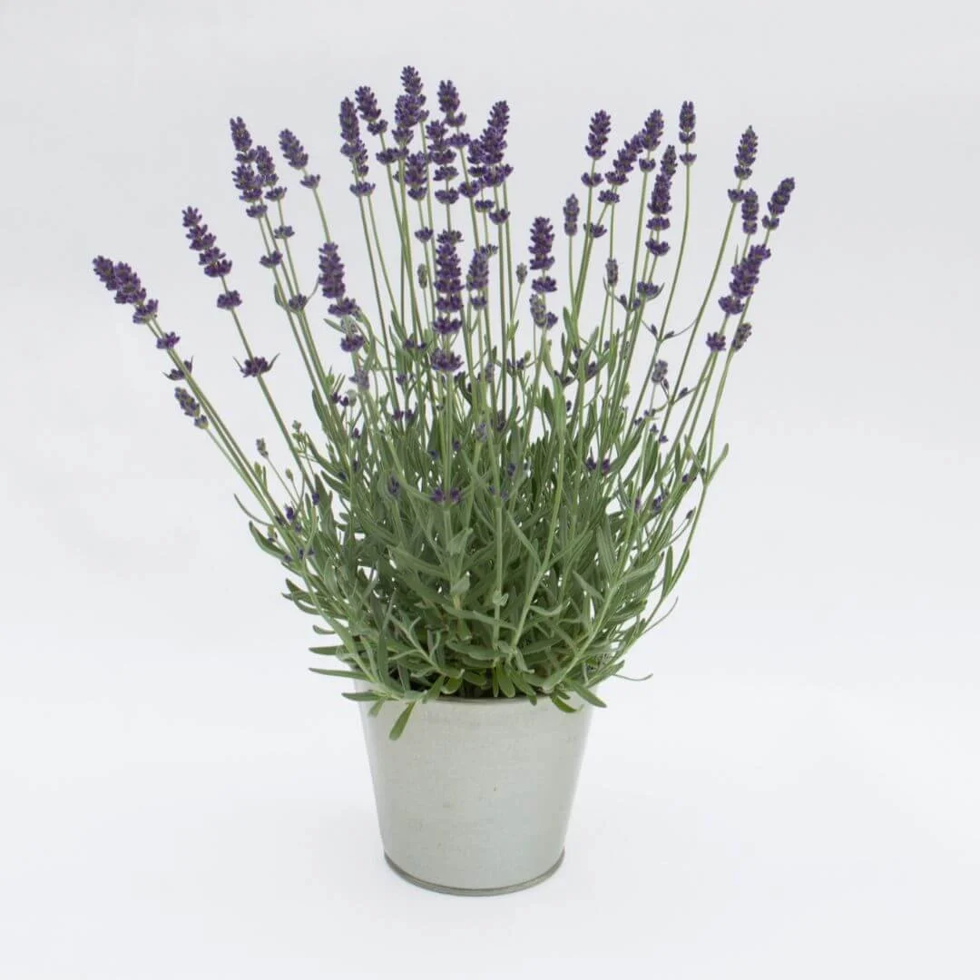 Potted English lavender plant with purple flowers against a plain background
