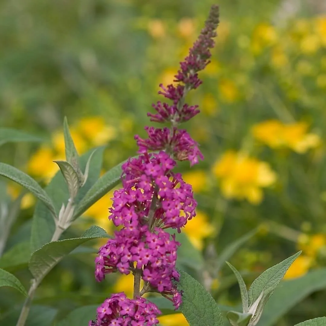 Closeup of vivid raspberry pink Miss Ruby butterfly bush blooms