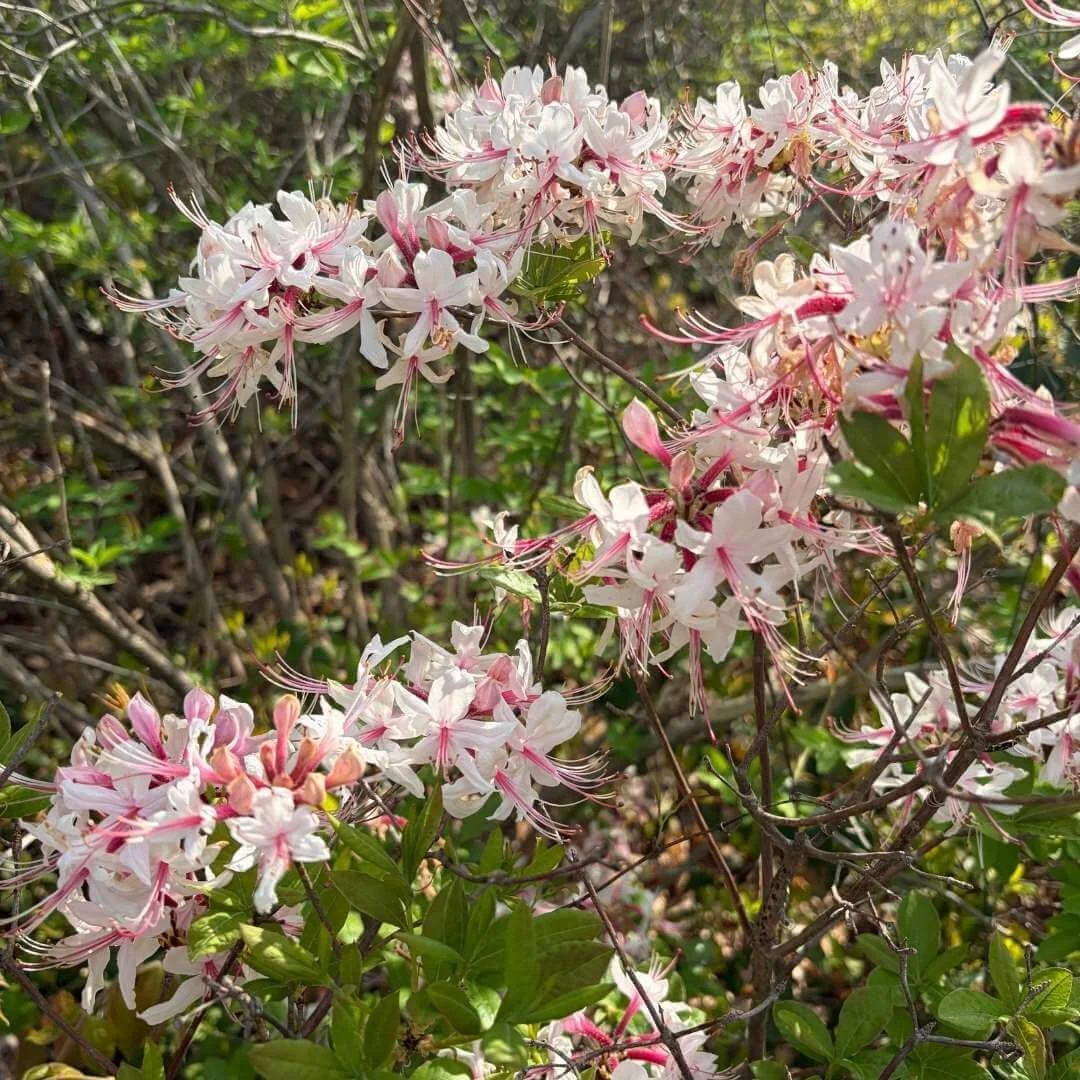 Pinxterbloom azalea in full bloom with pink flowers growing in a woodland setting