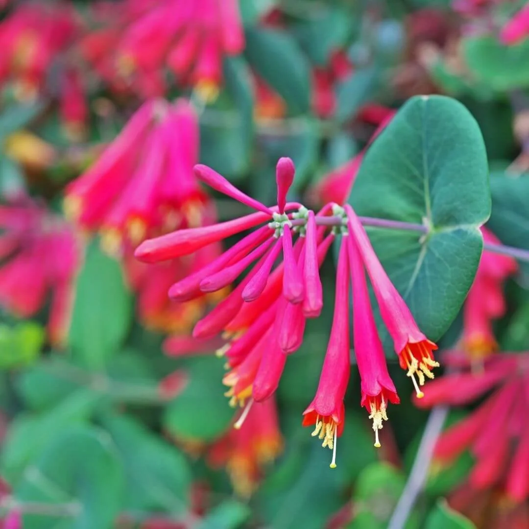 closeup of hummingbird plant trumpet honeysuckle's tubular red flowers with yellow stamens and green leaves