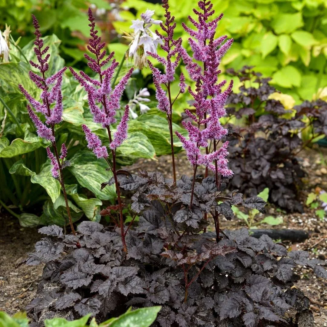 astilbe with dark foliage and purple flowers in garden landscape with hostas and other plants
