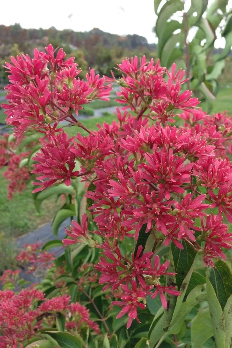 10 Small Trees for Front Yard Landscaping — Plant and Bloom Design Studio