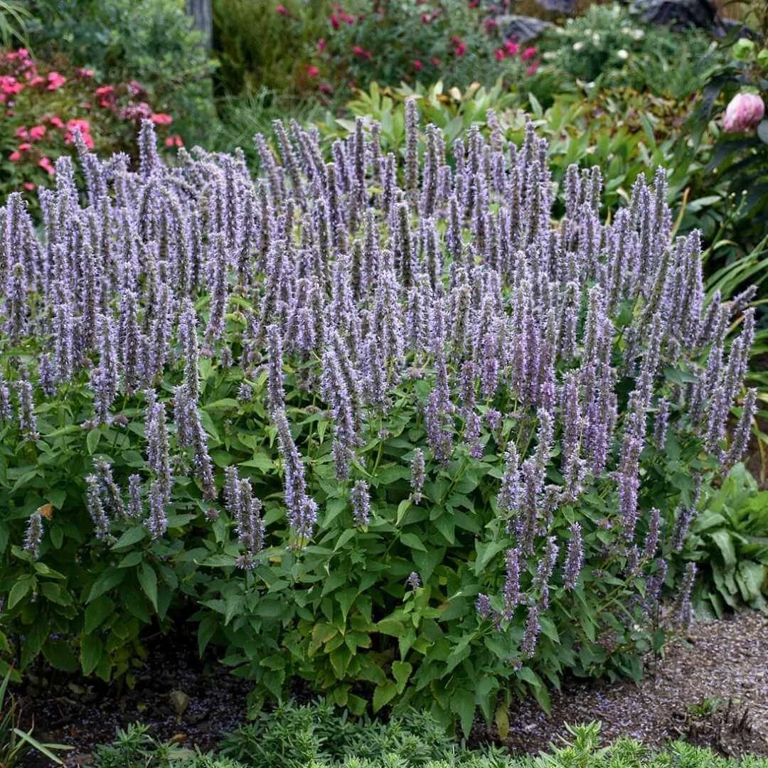 Agastache growing in a garden bed near other flowering perennials, a reliable deer resistant plant for sunny borders