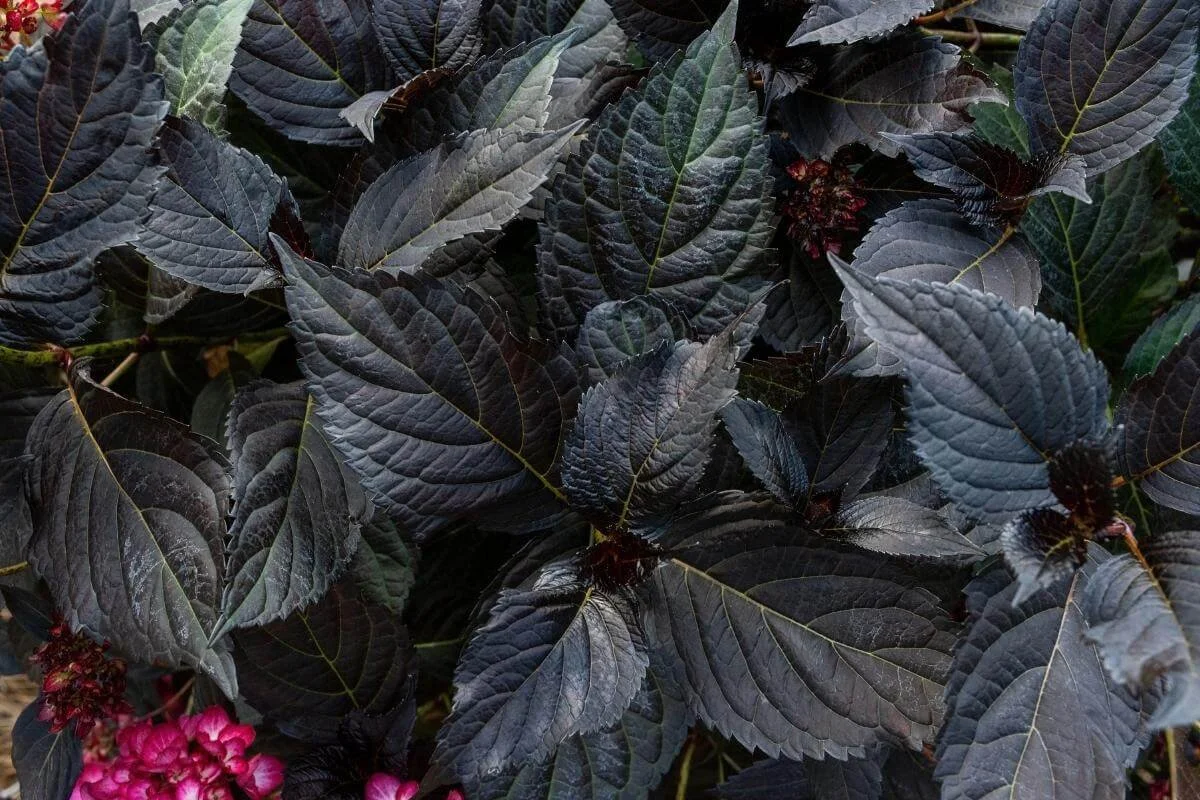 close up of eclipse hydrangea dark leaves