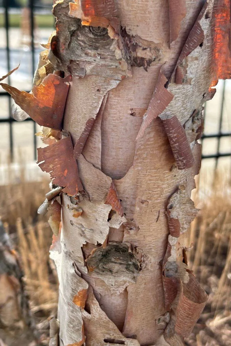 Closeup of peeling River Birch bark in creamy white and cinnamon tones, a beautiful native deer resistant tree