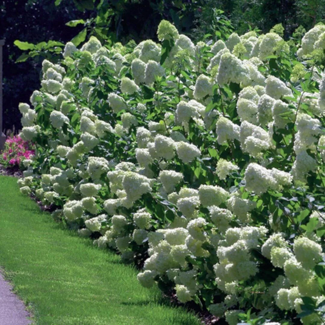 Mass planting of Limelight panicle hydrangeas forming a hedge along a lawn next to a paved road