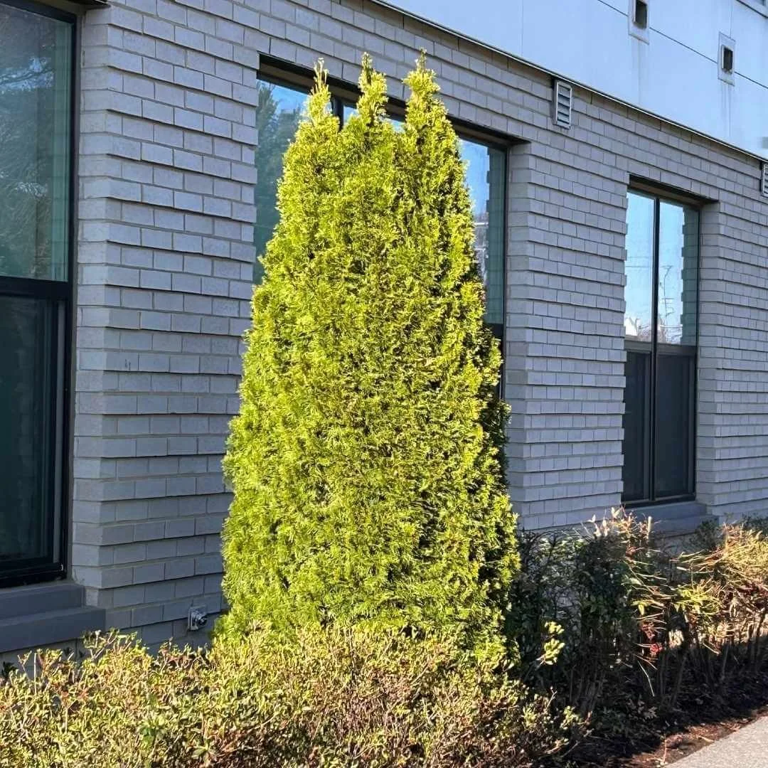 Emerald Green arborvitae in a border garden in winter next to a brick building showing its rich evergreen color against the cold season backdrop