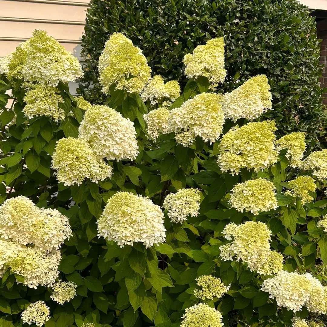 Limelight panicle hydrangea with white flowers planted along the side of a building with tan siding next to a holly shrub