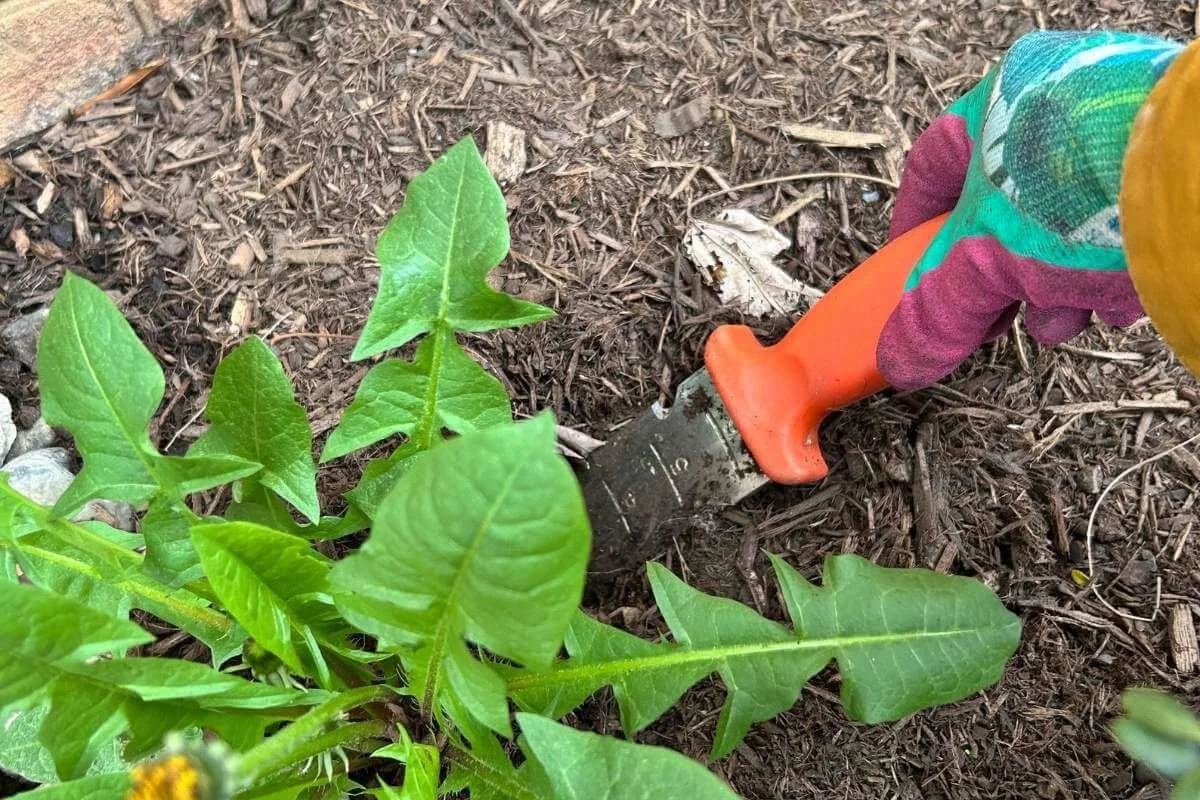 Gardener using a hori hori soil knife to dig out dandelion roots in a mulched garden bed