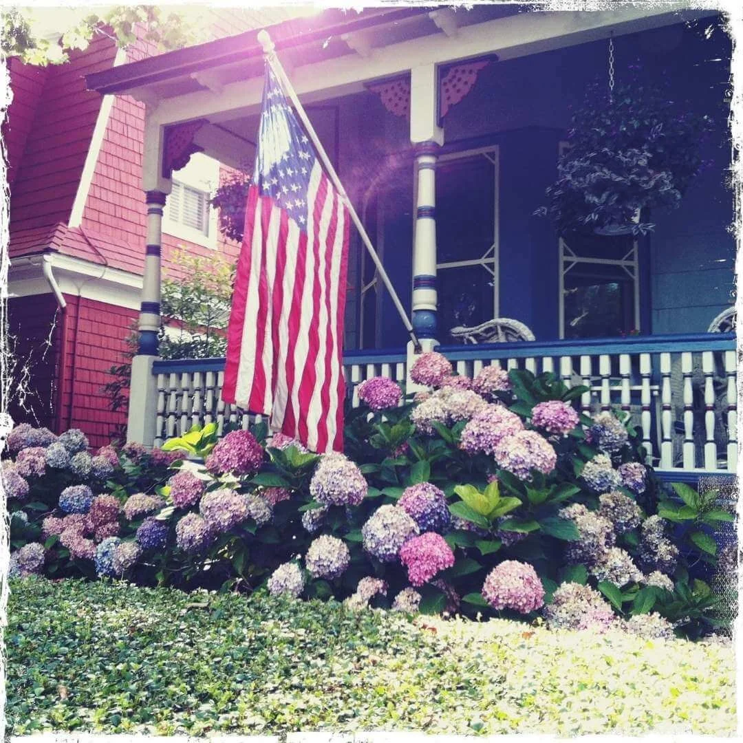 Bigleaf hydrangeas planted along the porch of an old Victorian house