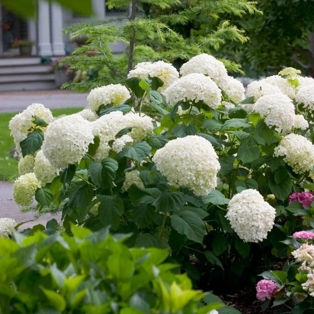 Incrediball smooth hydrangea shrub with large white flowers growing in a front yard garden bed with porch and front steps in the background