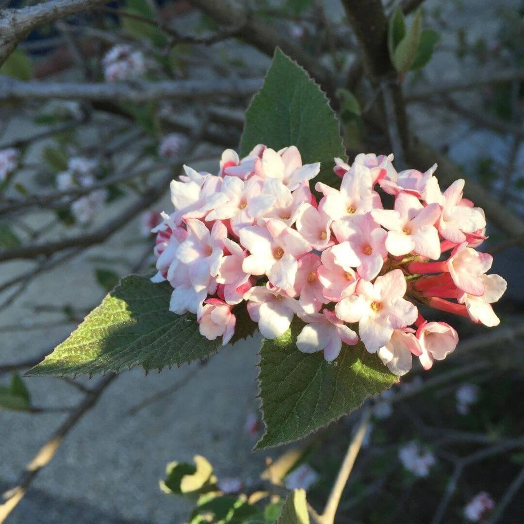 Closeup of Korean Spice viburnum pale pink flower clusters in bloom
