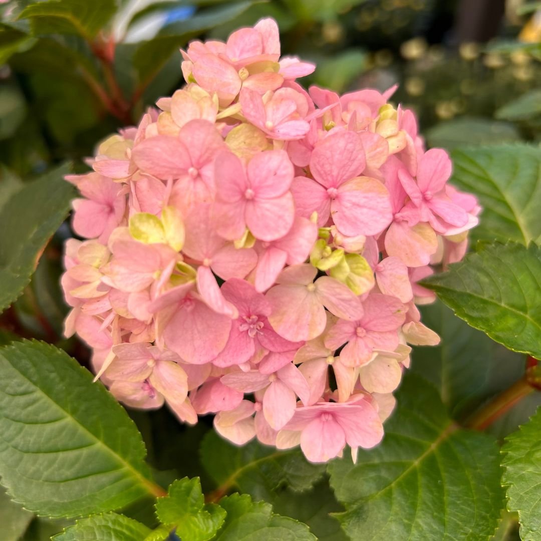 Which Hydrangea Should I Plant? Find Your Perfect Match! — Plant and ...