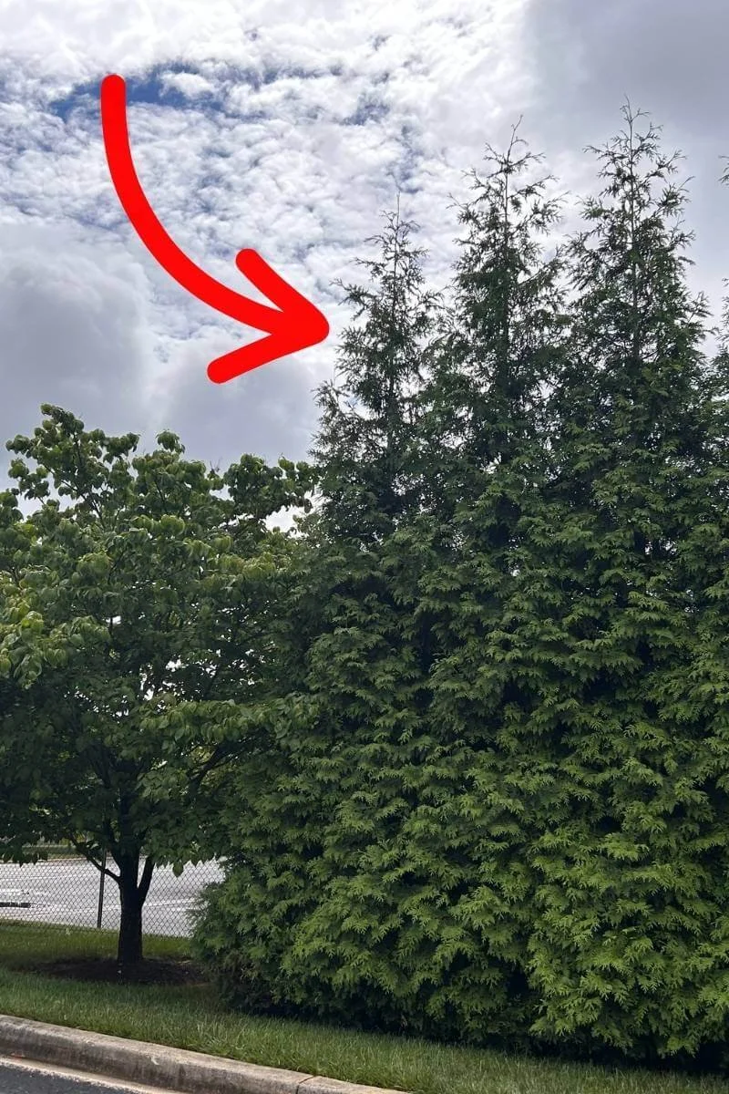 Green Giant arborvitae growing next to a smaller tree with an arrow graphic showing how large they get at maturity